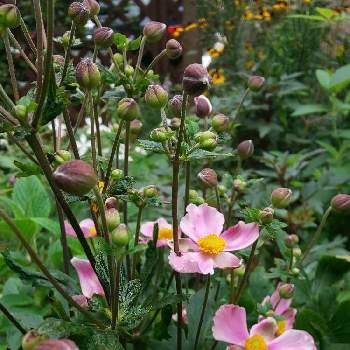 ワイルドフラワーガーデンの画像 by まろんさん | 小さな庭とシュウメイギクとナチュラルガーデンとシュウメイギク⚪と花のある暮らしとワイルドフラワーガーデンと庭の宿根草