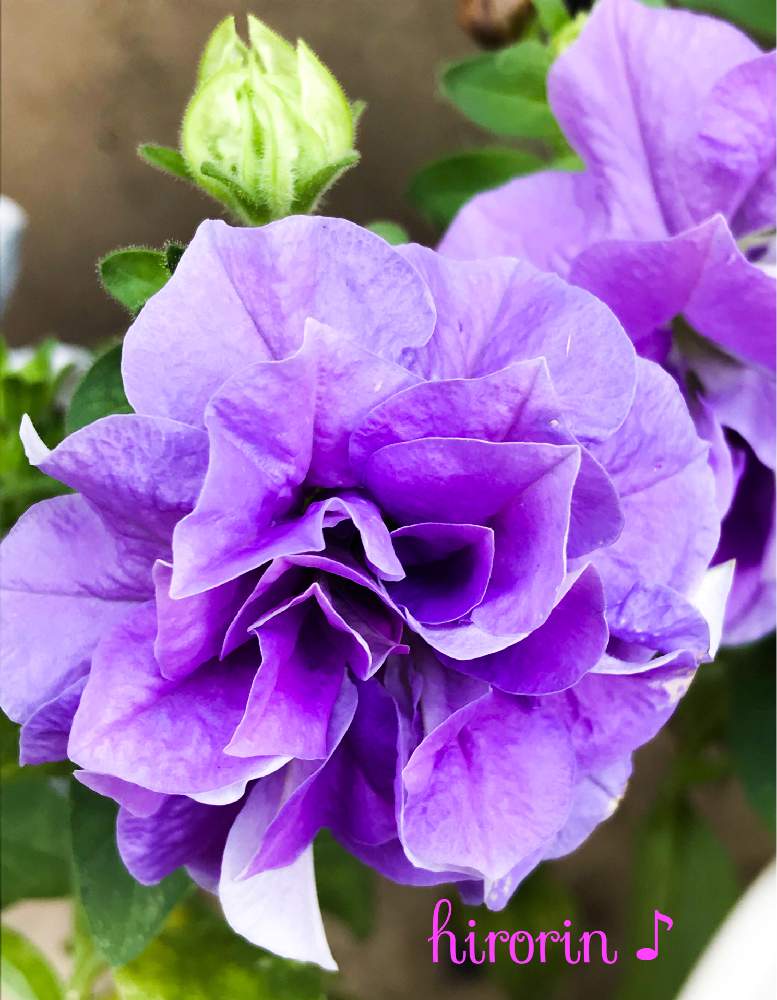八重咲きペチュニア パニエの投稿画像 By ひろりん さん 花のある風景と紫色の花と鉢植えとガーデニングと花のある暮らし 19月8月31日 Greensnap グリーンスナップ