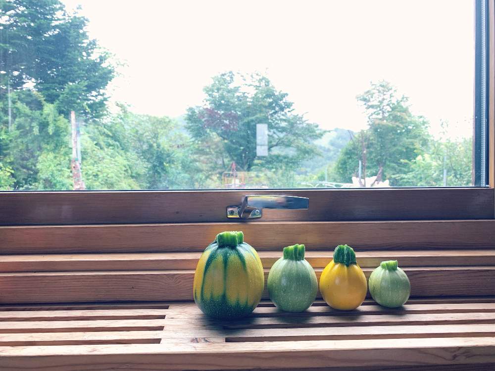 ズッキーニの投稿画像 By Momoさん 丸型ズッキーニとお野菜と家庭菜園とマイガーデンと自家製野菜と家庭菜園奮闘日記と夏野菜 19月8月31日 Greensnap グリーンスナップ