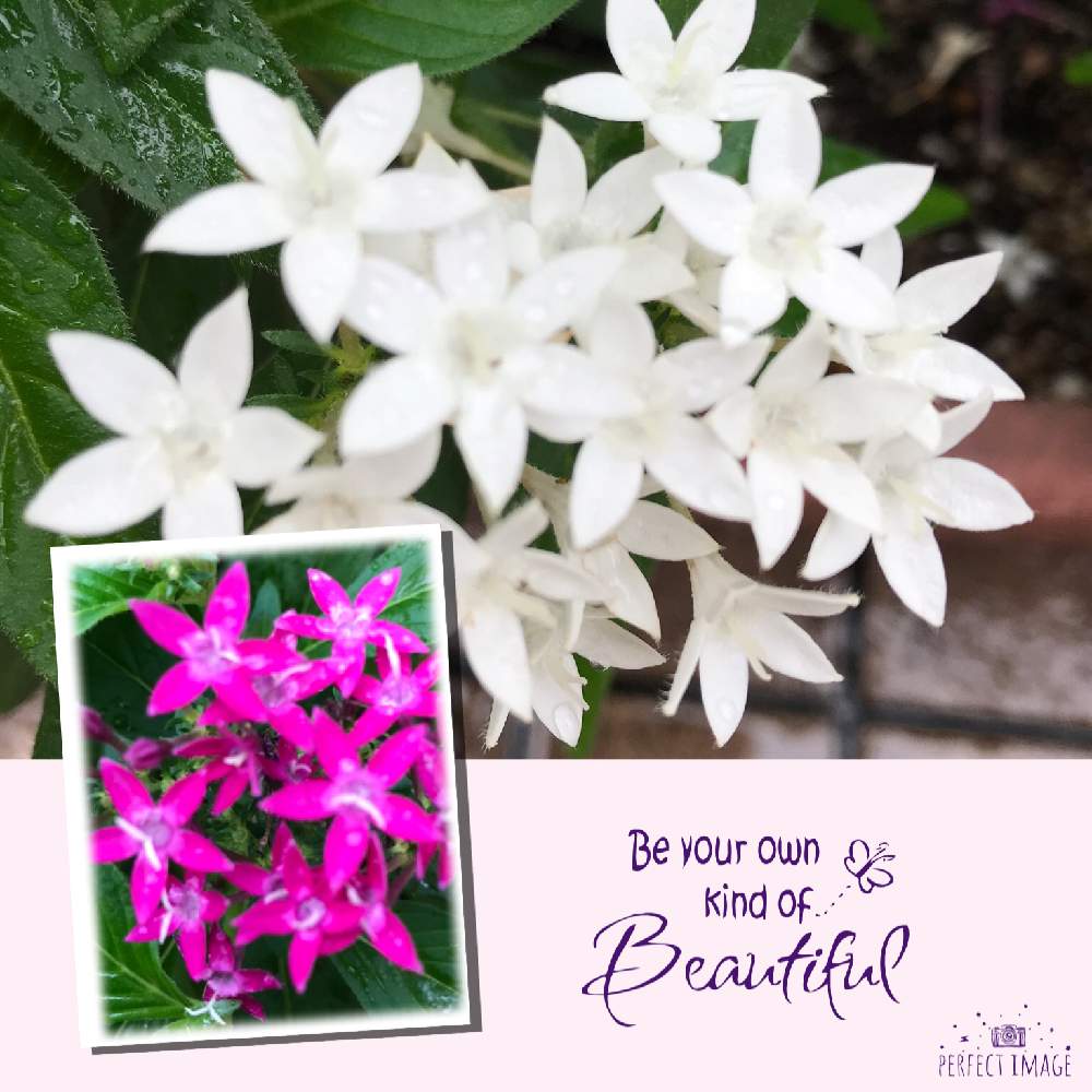 ガーデニングの投稿画像 By さとこさん 花のある暮らしとペンタナと花言葉は 願いごと 19月8月31日 Greensnap グリーンスナップ