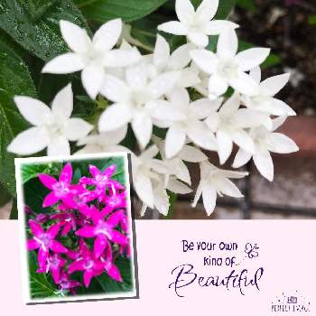 花言葉は 願いごと の投稿画像一覧 Greensnap グリーンスナップ 花言葉は 願いごと の投稿画像一覧 Greensnap グリーンスナップ