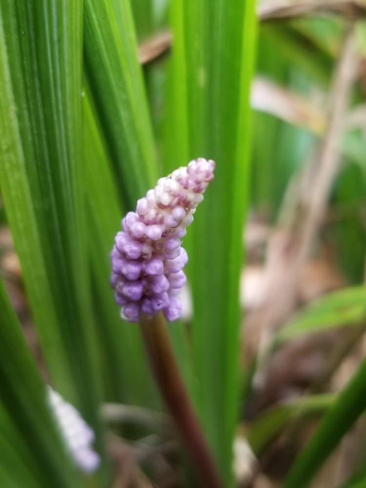ヤブランの投稿画像 By ゆりさん 庭のなかとつぼみと紫のつぼみと紫の花とかわいい花と花畑に咲く花 19月8月31日 Greensnap グリーンスナップ