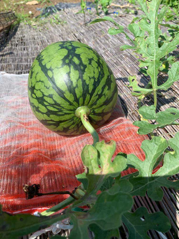 初めての小玉スイカ成長記録 完結編 Greensnap グリーンスナップ