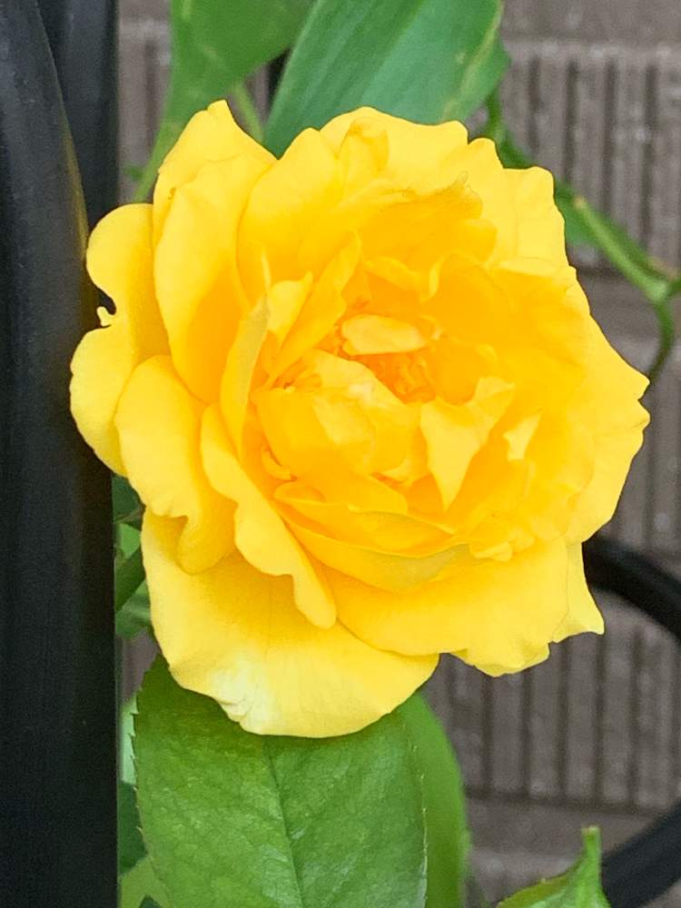 黄バラ ジュリアチャイルドの投稿画像 By ナオッチさん プランターと花壇とアレンジフラワーと鉢花と苗木と鉢植えとガーデニングと花のある暮らしと切り花と地植え 19月9月1日 Greensnap グリーンスナップ