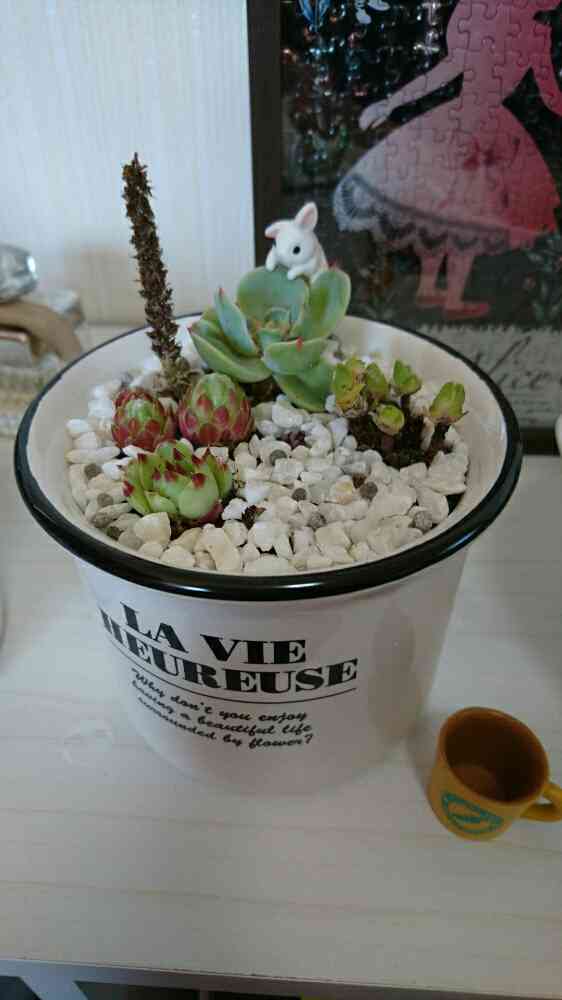 七福神の復活きろく｜🍀GreenSnap（グリーンスナップ）