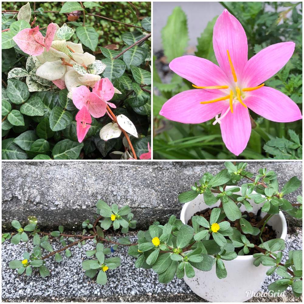 ゼフィランサスの投稿画像 By Ricacoさん ハツユキカズラとポーチュラカと挿し芽と西日の当たる場所とピンク ピンクと可愛い 艸 と西日エリアとこぼれ種と花のある暮らしとおおきくなあれと家の裏 19月9月1日 Greensnap グリーンスナップ