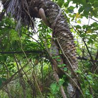 アコウ,フェニックス・ロベレニー,沖縄,南国植物,今日の１枚の画像