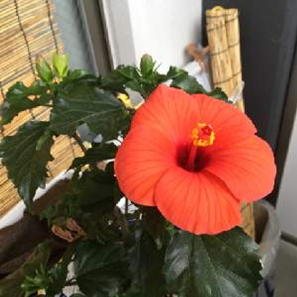 ペル太ママ プロフィール画像