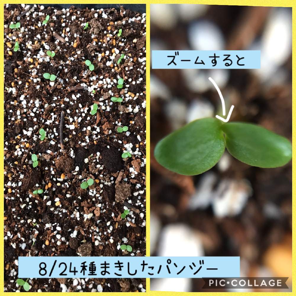 パンジー みやび キューティーアプリコットの投稿画像 By Junmamaさん 芽が出たとタネまきと今年も咲いてね と芽が出たとタネまきと今年も咲いてね 19月9月1日 Greensnap グリーンスナップ Greensnap グリーンスナップ