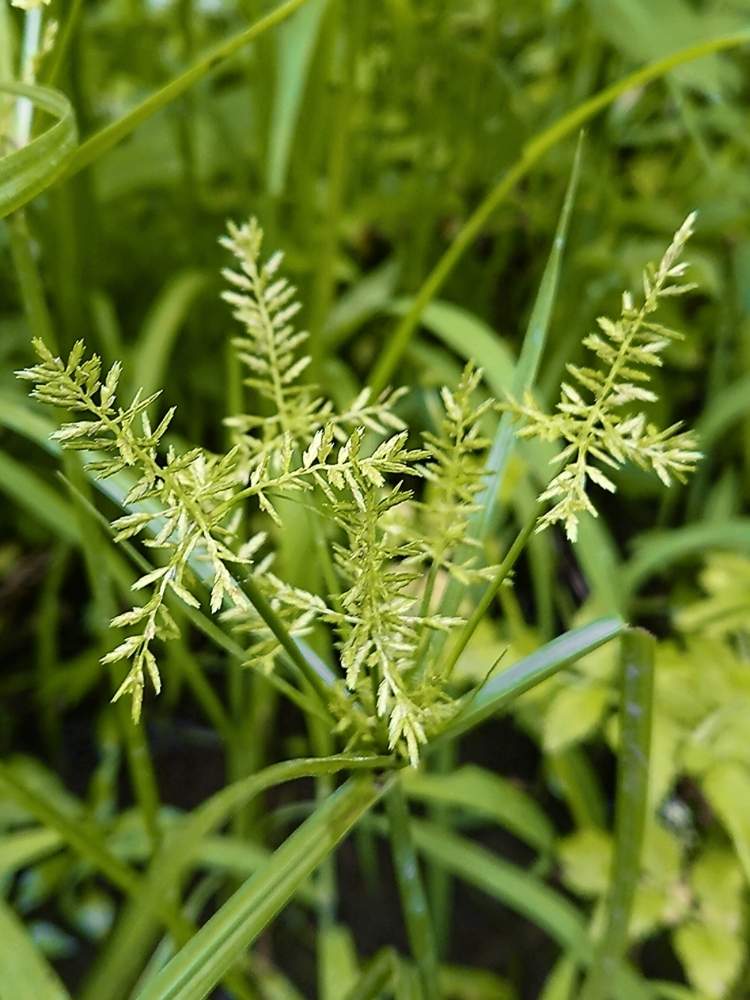 蚊帳吊草