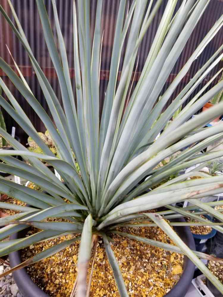 ユッカリギダ (ひ) リギダ 【公式通販】