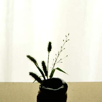 ねこじゃらしの投稿画像一覧 Greensnap グリーンスナップ