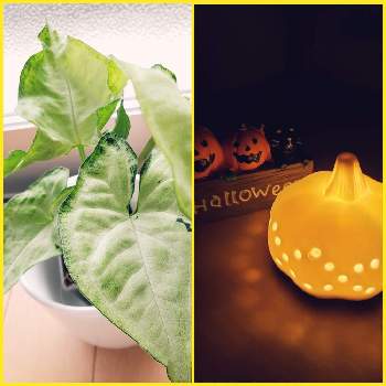 葉が丸まるの投稿画像一覧 Greensnap グリーンスナップ