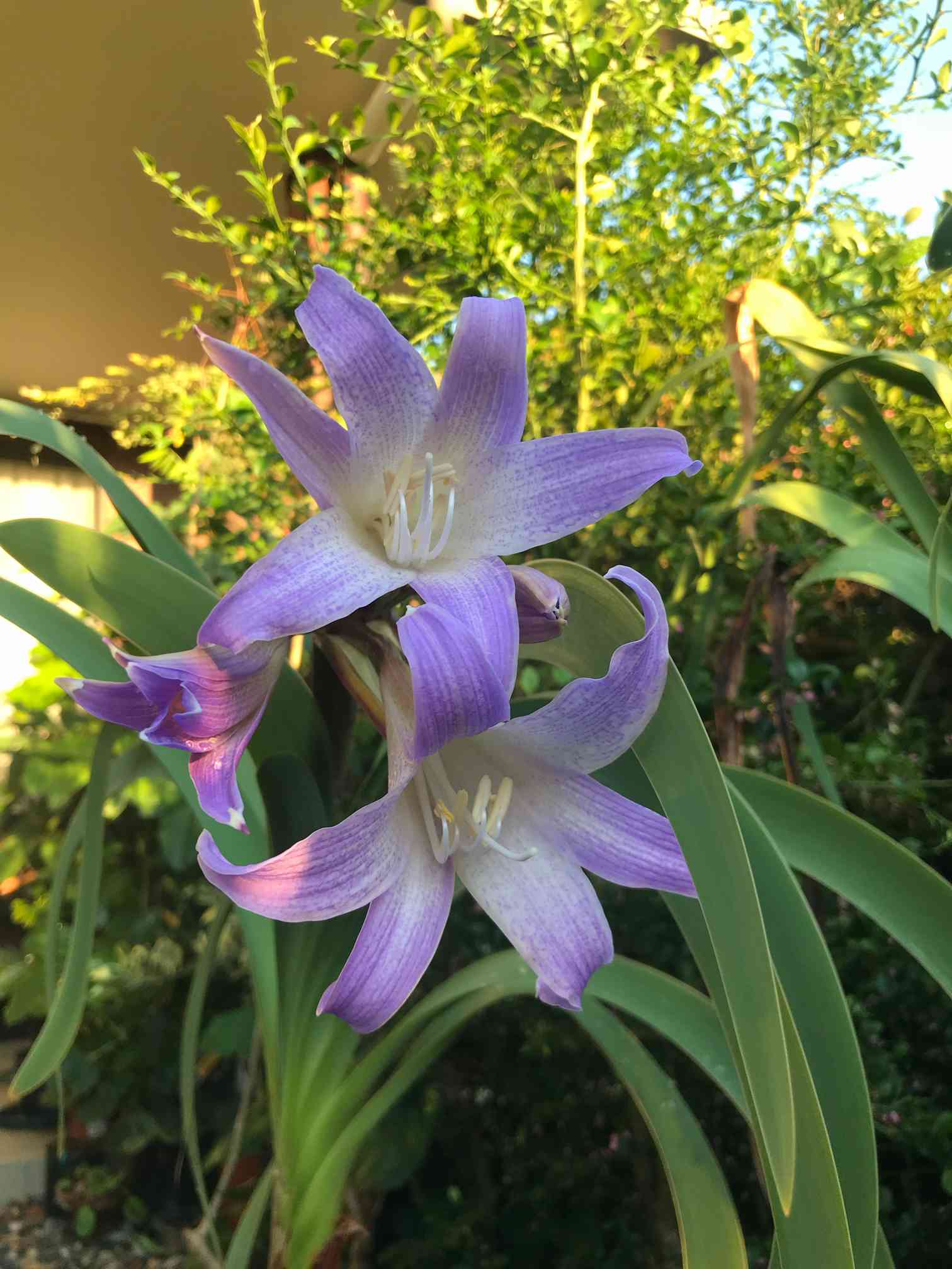 Worsleya proceraの一覧｜🍀GreenSnap（グリーンスナップ）