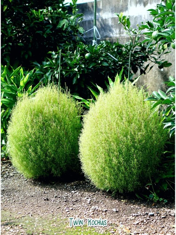 コキアの投稿画像 By Toshi722さん 開花と残暑と岐阜県と晩夏と綺麗な緑 と美濃市とコキア日記 19月9月2日 Greensnap グリーンスナップ