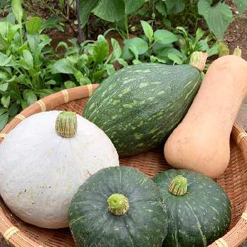 ひょうたんみたいなカボチャの投稿画像一覧 Greensnap グリーンスナップ