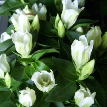 安代リンドウの画像 by onoe green farmさん | 小さな庭と安代リンドウとリンドウ・クリスタルアシロと綺麗な緑色と安代のリンドウは日本一とGS映えと綺麗な色♡と花のある暮らしと純白の花びら