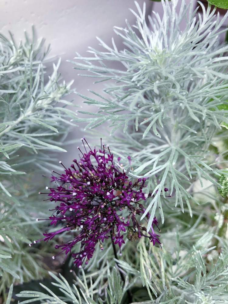 アプローチの投稿画像 By ミカさん アサギリ草と夕霧草 とフワフワ朝霧草とユウギリソウ とシルバーリーフとアサギリ草と夕霧草 とフワフワ朝霧草とユウギリソウ とシルバーリーフ 19月9月2日 Greensnap グリーンスナップ Greensnap グリーンスナップ