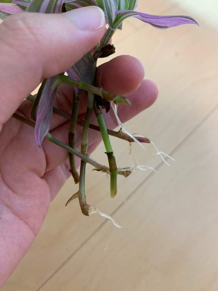 トラディスカンティア ラベンダーの投稿画像 By 彩葉さん 水栽培と観葉植物とカット苗と発根待ちとインテリアグリーン 19月9月2日 Greensnap グリーンスナップ