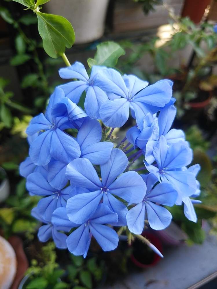 ルリマツリの投稿画像 By 96さん プルンバーゴとブルー系と夏の花と毎年咲くとかわいいな と暑さに強いと咲いた 19月9月2日 Greensnap グリーンスナップ