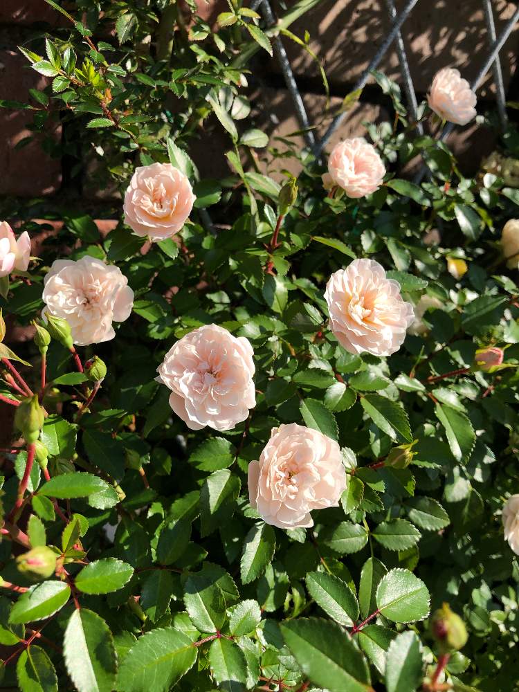 ミニバラ グリーンアイスの投稿画像 By Rosa Sさん ばら バラ 薔薇とピンクの花と北海道でも越冬しますと花のある暮らしと北海道 19月9月2日 Greensnap グリーンスナップ