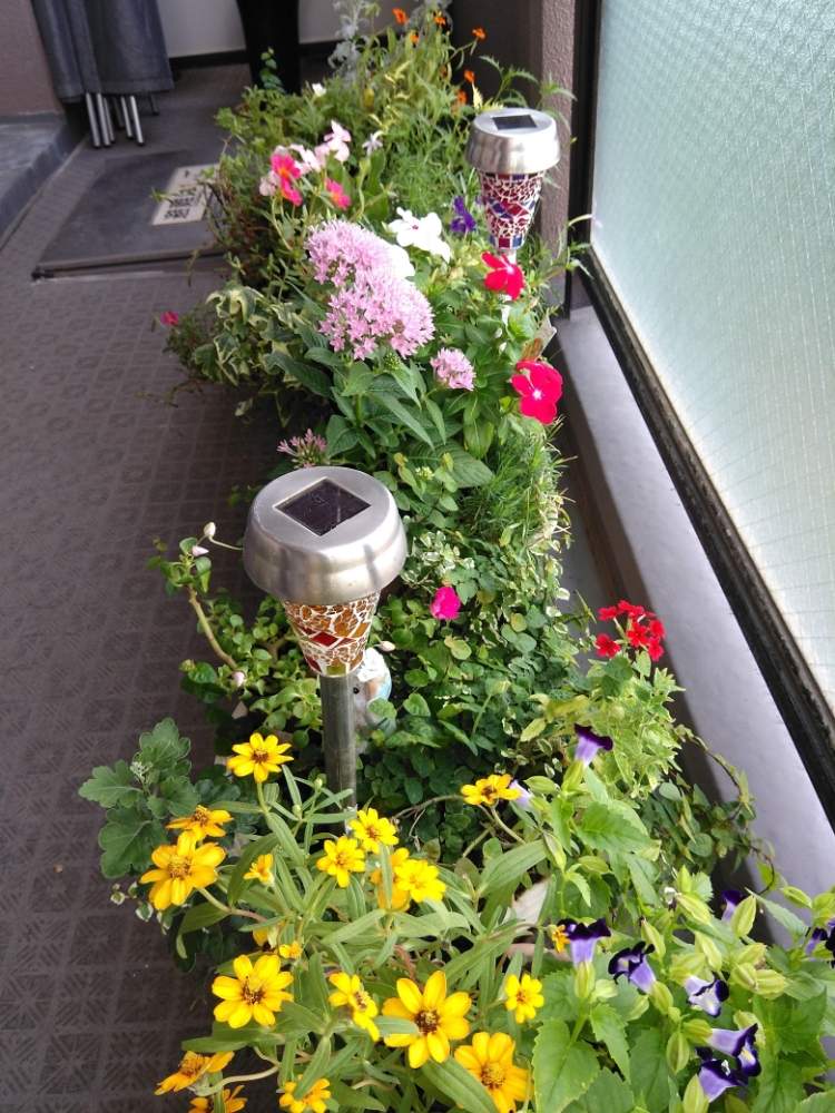 素敵な花壇の投稿画像 By じゅんさん 色とりどりの花と夏色元気花と花いきいき元気と花のある暮らし 19月9月2日 Greensnap グリーンスナップ