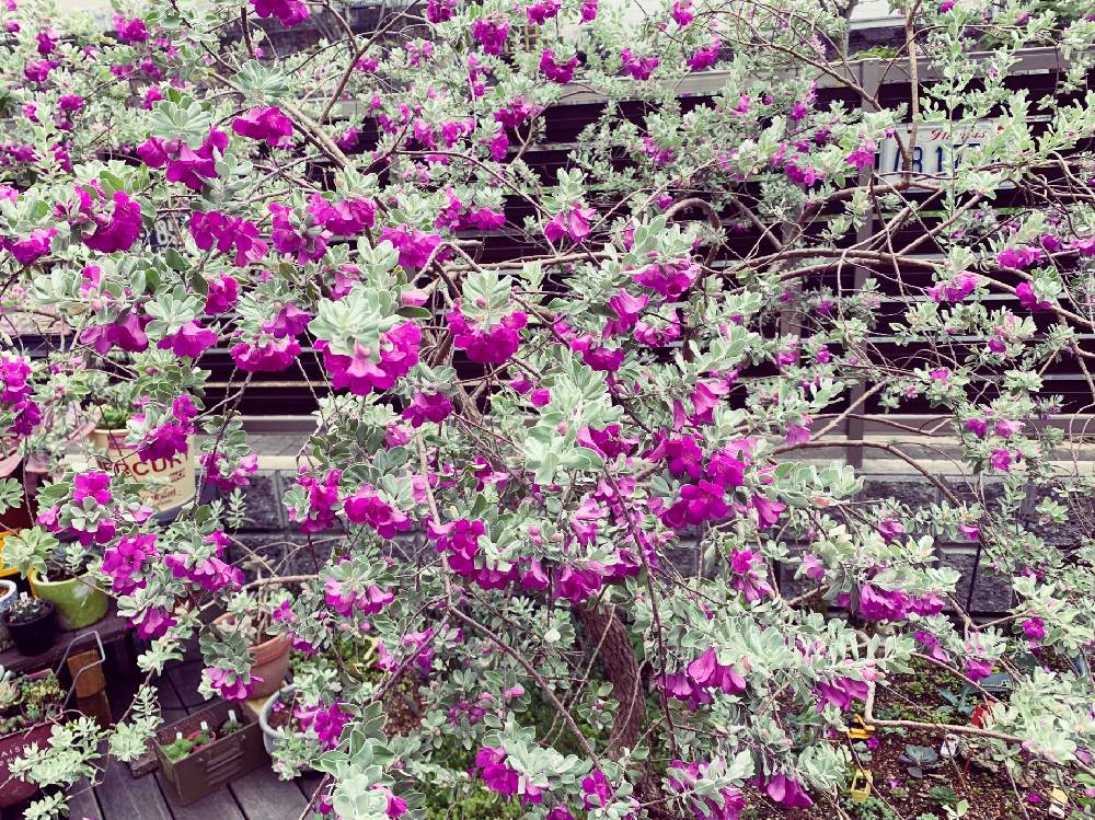 レウコフィルムの投稿画像 By くましゅん さん レウコフィルムフルテスケンスとシンボルツリーとピンクの花と満開と庭木と常緑低木と低木と花のある暮らしとシルバーリーフ 19月9月2日 Greensnap グリーンスナップ