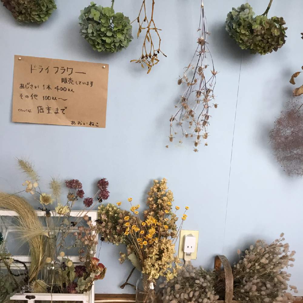 ドライフラワーの投稿画像 by あおいねこさん｜古民家カフェとドライ 