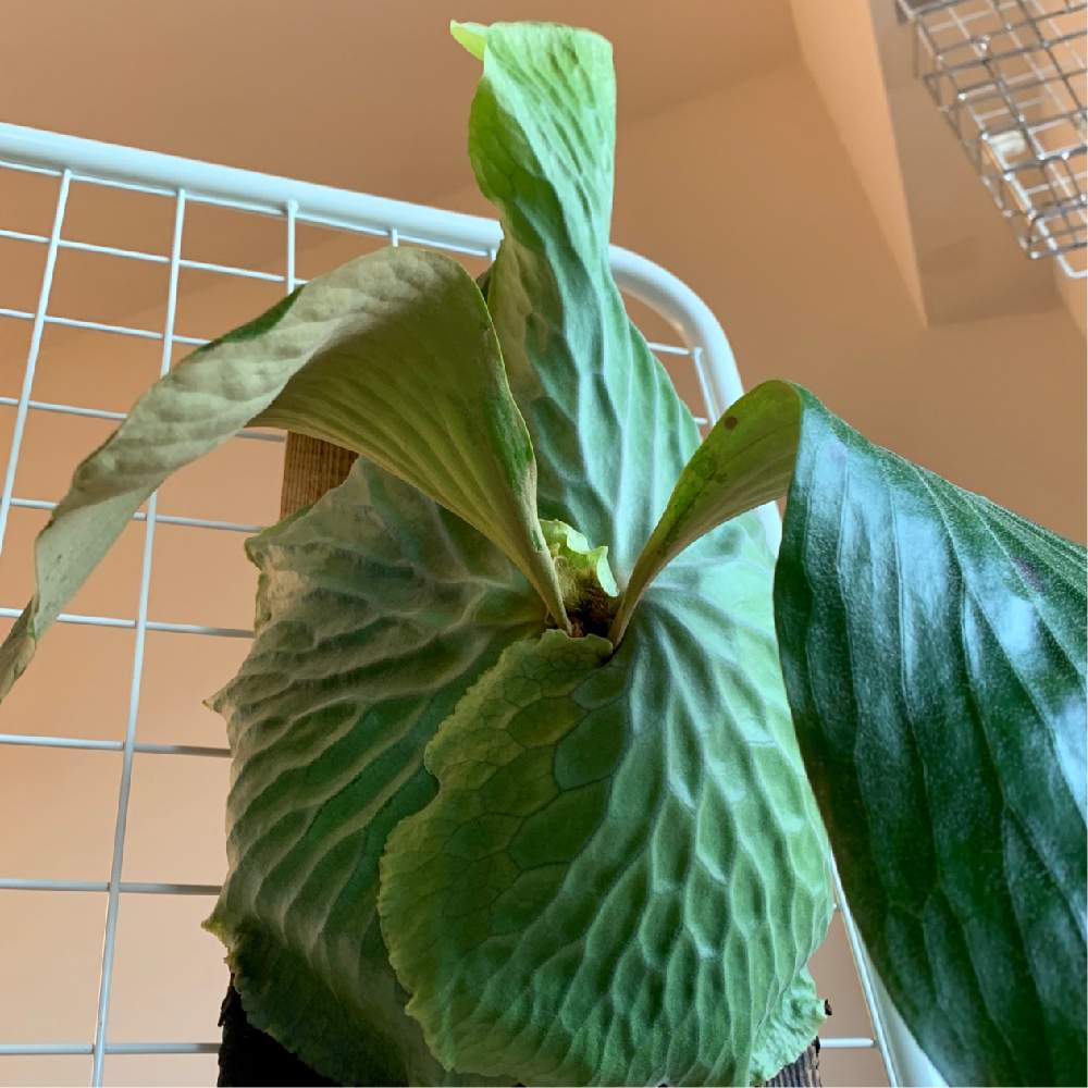 ビカクシダ エラワン（親株） ビカクシダ エラワン（親株）