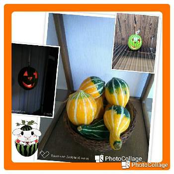 ひょうたんみたいなカボチャの投稿画像一覧 Greensnap グリーンスナップ