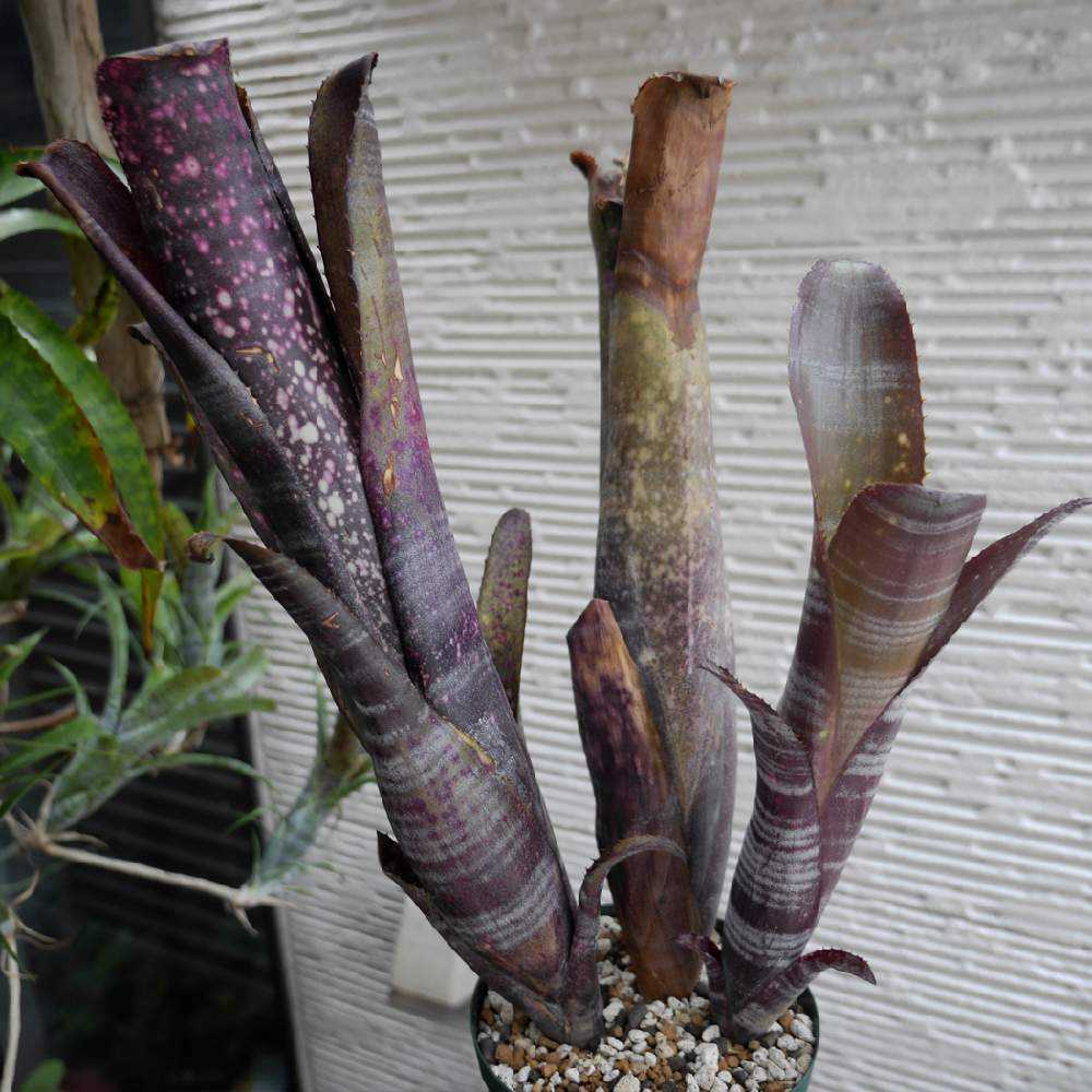 ビルベルギアの子株と収穫｜🍀GreenSnap（グリーンスナップ）