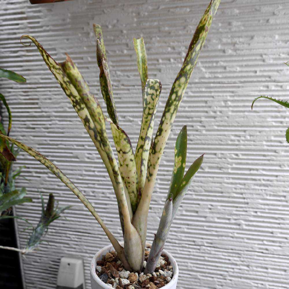 ビルベルギア ボブ 子株付き ビルベルギア ボブ 子株付き - メルカリ