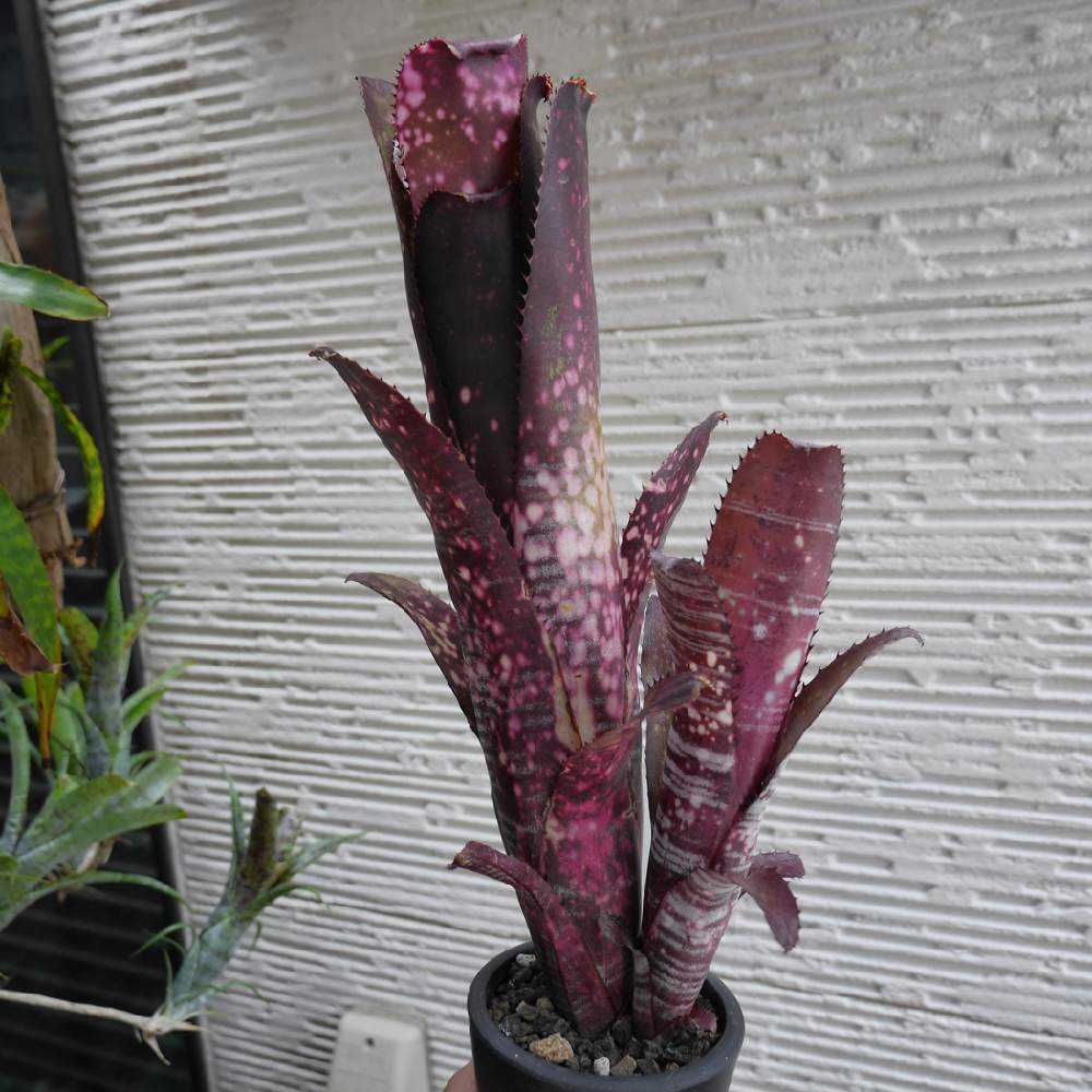 ビルベルギアの子株と収穫｜🍀GreenSnap（グリーンスナップ）