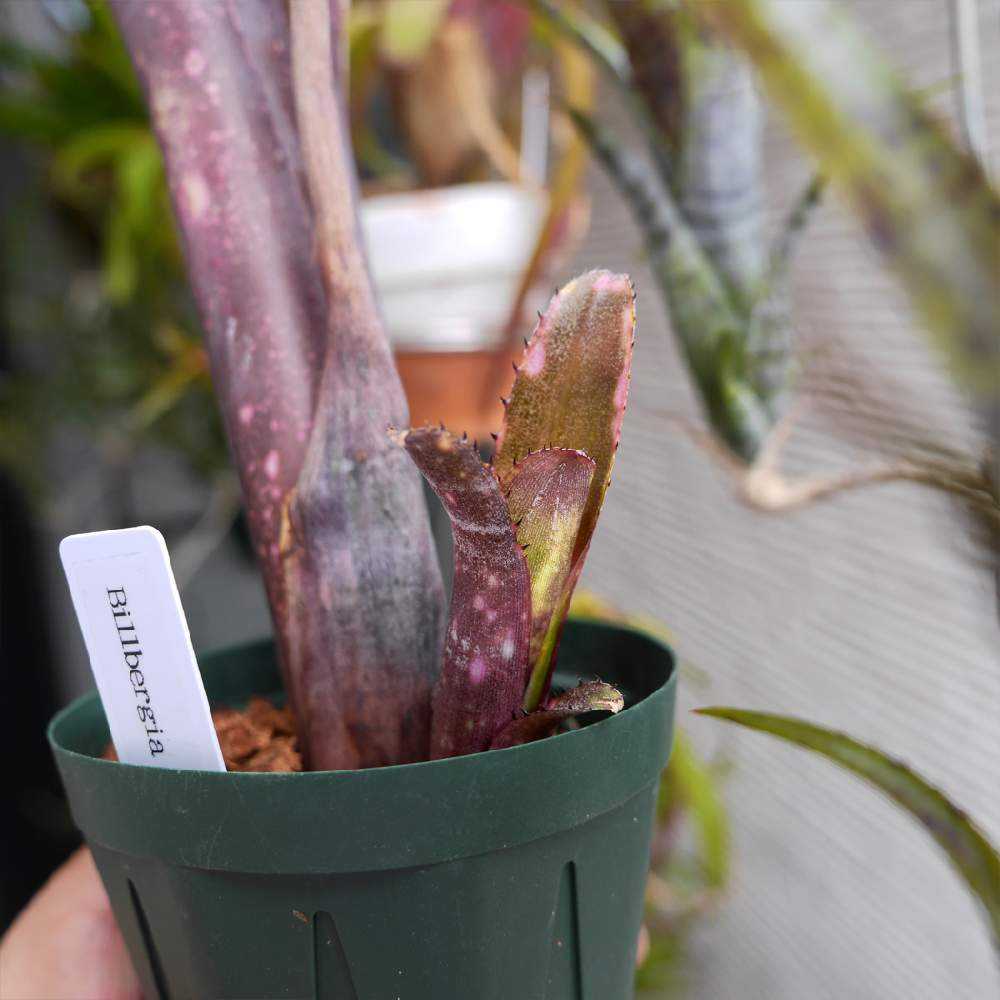 ビルベルギアの子株と収穫｜🍀GreenSnap（グリーンスナップ）