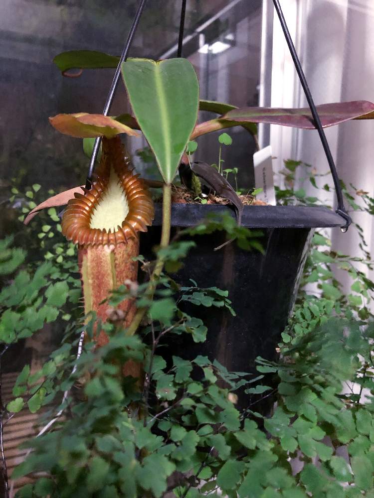 ☆１円スタート☆Nepenthes edwardsiana (ネペンテス・エドワード