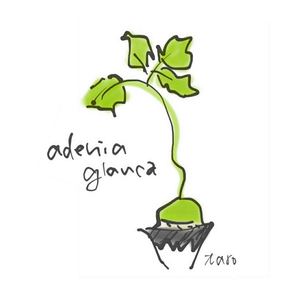 アデニアグラウカの投稿画像 By しっぽさん 塊根植物とイラスト 19月9月3日 Greensnap グリーンスナップ
