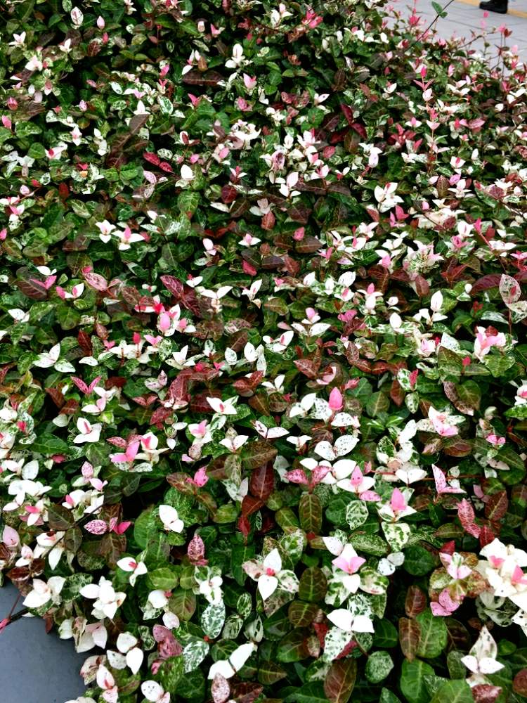 ハツユキカズラの投稿画像 By Harkaさん 観葉植物と地植えと花のある暮らしと花はいいねぇ 19月9月3日 Greensnap グリーンスナップ