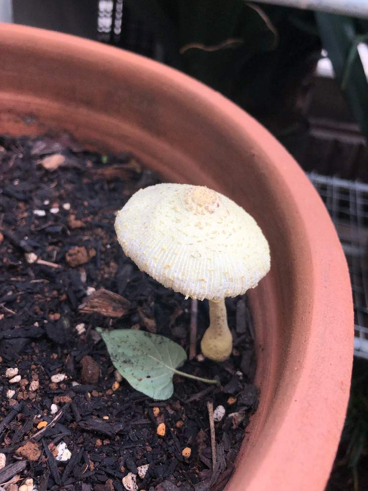 鉢植えの投稿画像 By Dodoさん キノコ生える と小さな庭 とマンションの庭 19月9月3日 Greensnap グリーンスナップ