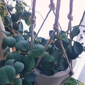 葉が丸まるの投稿画像一覧 Greensnap グリーンスナップ