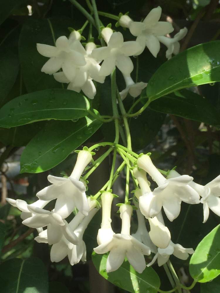 マダガスカルジャスミンの投稿画像 By Poochanさん 白い花と神代植物公園 19月9月3日 Greensnap グリーンスナップ