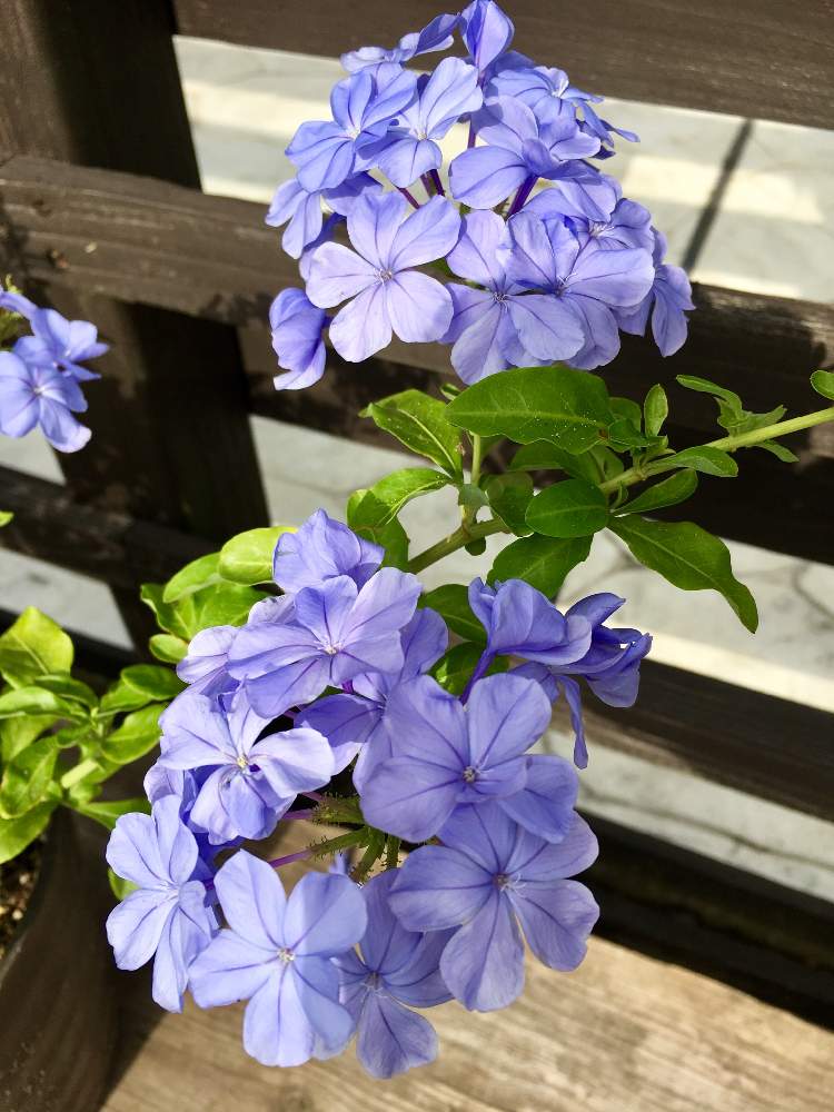 我が家の花達の投稿画像 By Moco Peaceさん うちの庭とお気に入り とアップ写真と夏の花とルリマツリ と小さい花と花のある暮らしと紫の花とiphone撮影 19月9月3日 Greensnap グリーンスナップ