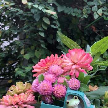 私のコポたんの画像 by みどりさん | バルコニー/ベランダとジニアと千日紅とジニア（百日草）とかわいい子❤️とピカピカとカエルのコポーと私のコポたんと北の大地北海道とピンク❤︎ピンクとチームブラックと植中毒とコポたんファンクラブとキラッキラ✨と花のある暮らしとうちの花とカエル