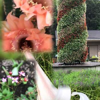 花のオブジェの投稿画像一覧 Greensnap グリーンスナップ