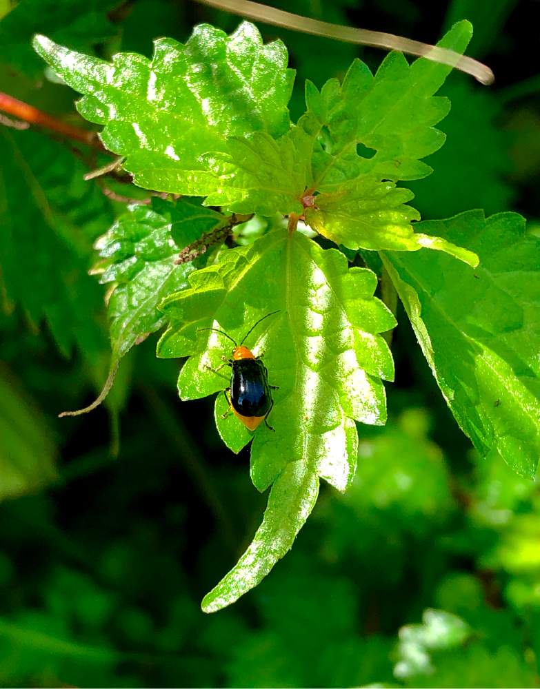 コアカソの投稿画像 By Himeuzuさん コアカソ 小赤麻 と昆虫と植物と野草と害虫だけど 可愛いと山野草と9月と雑草と赤い 花と可愛いと花のある暮らしと花と虫とクロウリハムシとかわいいな と植物と昆虫と昆虫と花と自生 19月9月 3日 Greensnap グリーンスナップ