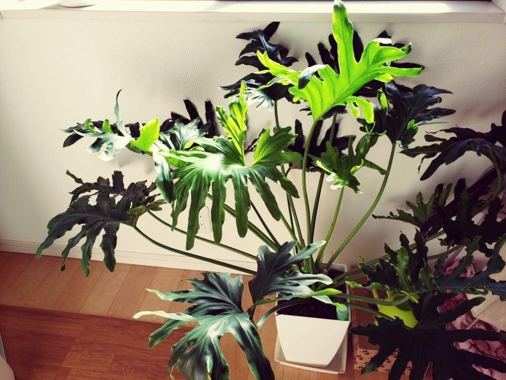 セロームの投稿画像 By Okiloveさん 観葉植物とカッコいいとセローム と植中毒とげんき 19月9月3日 Greensnap グリーンスナップ