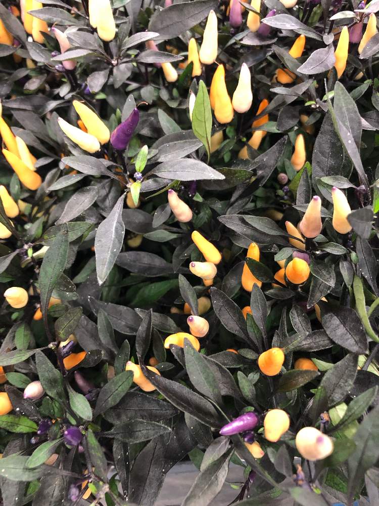 とうがらしの投稿画像 By 花彩小僧さん 観賞用トウガラシと花のある暮らしとハロウィン 19月9月3日 Greensnap グリーンスナップ