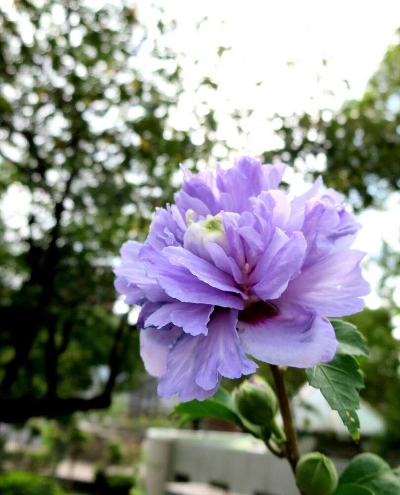 ムクゲの投稿画像 By ぺこりん さん 八重咲きムクゲと公園の樹木と東山植物園とムラサキの花と樹木と公園とgs映えとgs日和と散歩とボタニカルスポットとおでかけ先と癒され風景ときれいな色とお散歩とかわいいな とお出かけ先にて 19月9月3日 Greensnap