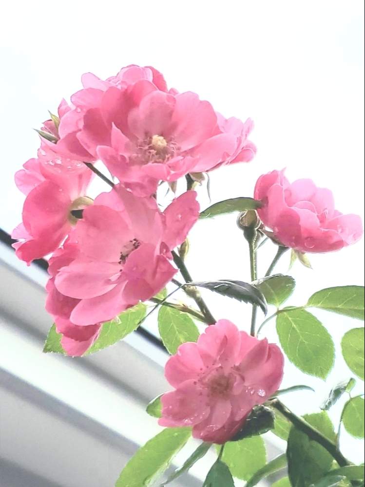 つるバラ アンジェラの投稿画像 By Kazさん バラアンジェラと癒されると薔薇に魅せられてと花のある暮らしとばら バラ 薔薇 19月9月3日 Greensnap グリーンスナップ