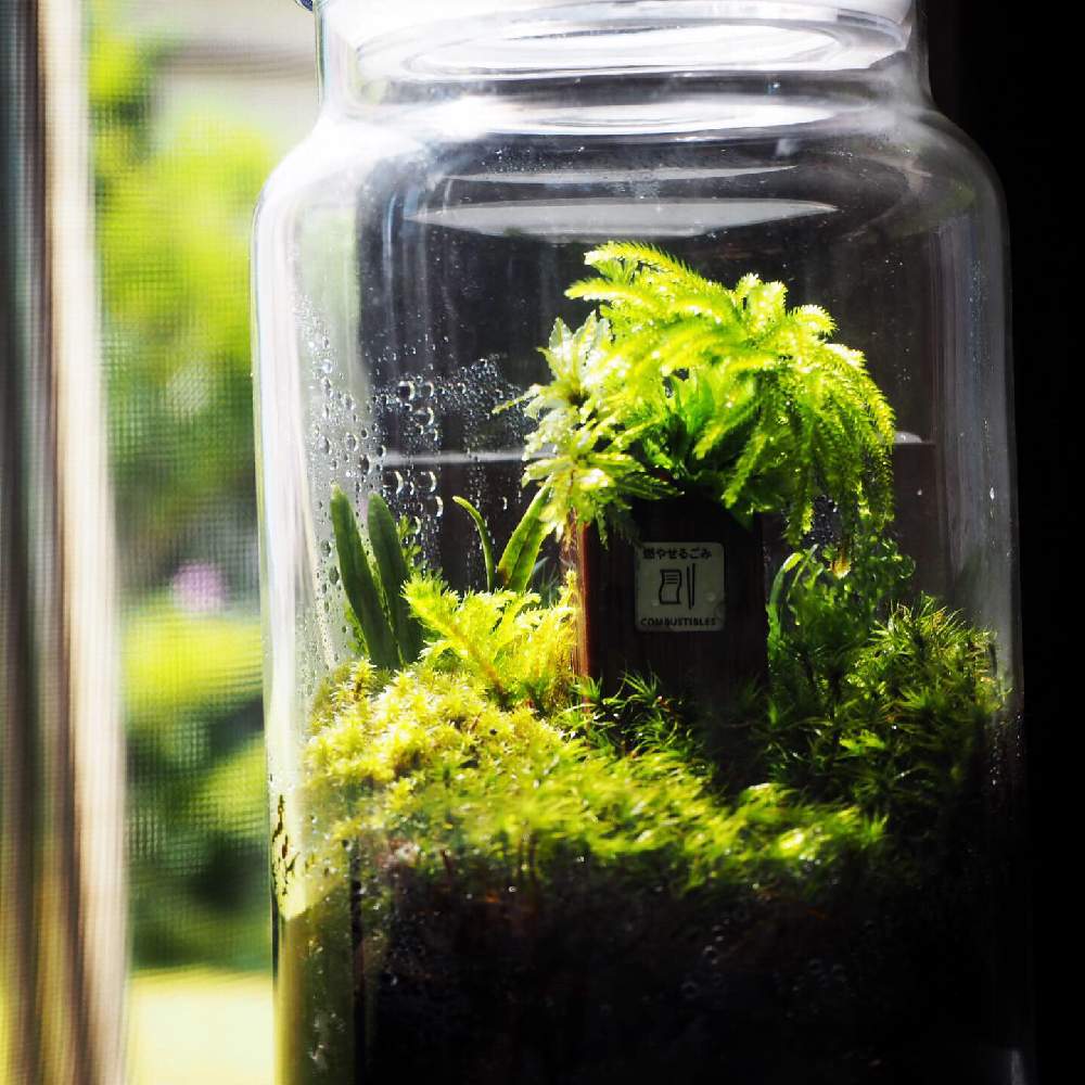 Gs映え の投稿画像 By 熱帯魚人 Comさん テカテカと苔 コケ とセブンイレブンとアート と植欲旺盛とテラリウムとパルダリウムと丸いとヒバ油とレインボー とシダ植物と水草とdaisoと緑色と新芽 19月9月3日 Greensnap グリーンスナップ