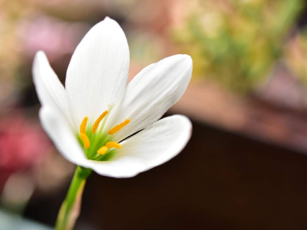 上 玉すだれ 花 育て方 乾いた壁